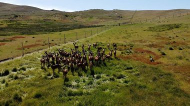 Herd of red deer on a deer farm in Patagonia in Argentina clipart