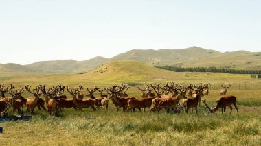 Herd of red deer on a deer farm in Patagonia in Argentina clipart