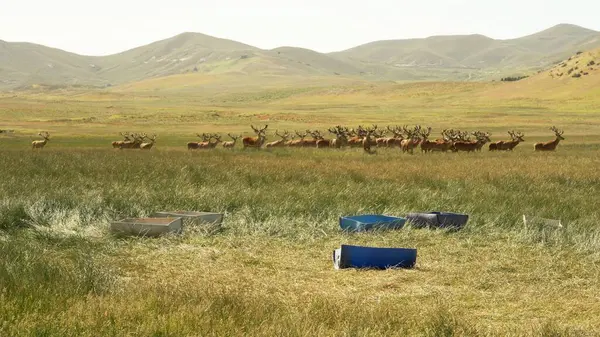 Arjantin 'de Patagonya' da bir geyik çiftliğinde kızıl geyik sürüsü.