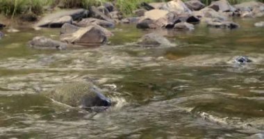 Brezilya 'nın Chapada dos Veadeiros şehrinde Rio Sao Miguel nehri. Nehir, dünyanın biyoçeşitliliğinin en fazla olduğu bölgelerden biri olan Cerrado biyomu 'nun verimli ovalarında dolaşır.