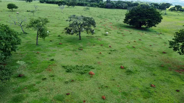 Biome Brezilya Cerrado 'su gittikçe daha çok yakılıyor ve sığırlara yer açmak için kesiliyor. Bu fotoğraf yağmur mevsiminde Goias eyaletinden. Çimenlerin yeşil, sığırların otladığı yerden..
