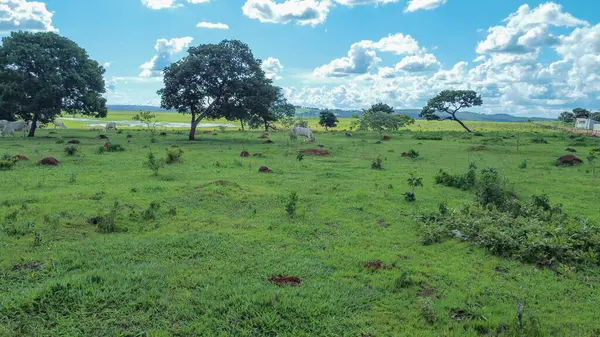 Biome Brezilya Cerrado 'su gittikçe daha çok yakılıyor ve sığırlara yer açmak için kesiliyor. Bu fotoğraf yağmur mevsiminde Goias eyaletinden. Çimenlerin yeşil, sığırların otladığı yerden..