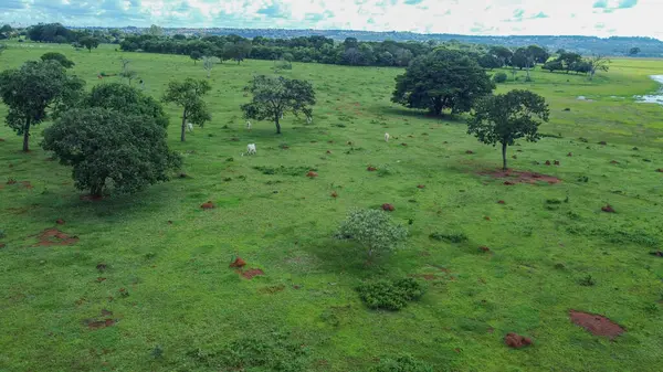 Biome Brezilya Cerrado 'su gittikçe daha çok yakılıyor ve sığırlara yer açmak için kesiliyor. Bu fotoğraf yağmur mevsiminde Goias eyaletinden. Çimenlerin yeşil, sığırların otladığı yerden..