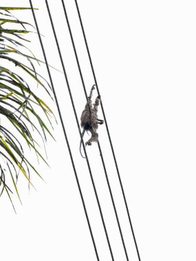 Küçük Brezilyalı marmoset maymunu bir habitattan diğerine geçerken yüksek voltajlı kablolarla elektrik çarptı. Fotoğraf Brezilya 'nın Goas eyaletinde çekildi.