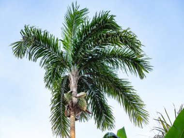 Palmiye ağacının beyaz çiçekleri veya çiçekleri böcekler tarafından ziyaret edilir ve bu süre zarfında yapraklar yere düşer ve küçük meyveler görünmeye başlar. Meyveler sık sık makavlar tarafından yenir.