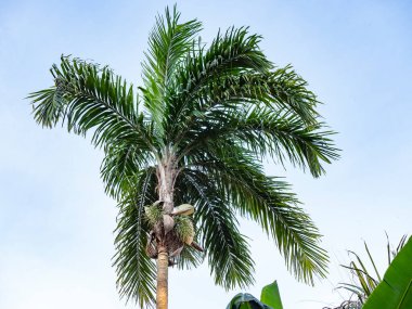Palmiye ağacının beyaz çiçekleri veya çiçekleri böcekler tarafından ziyaret edilir ve bu süre zarfında yapraklar yere düşer ve küçük meyveler görünmeye başlar. Meyveler sık sık makavlar tarafından yenir.