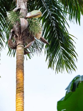 Palmiye ağacının beyaz çiçekleri veya çiçekleri böcekler tarafından ziyaret edilir ve bu süre zarfında yapraklar yere düşer ve küçük meyveler görünmeye başlar. Meyveler sık sık makavlar tarafından yenir.