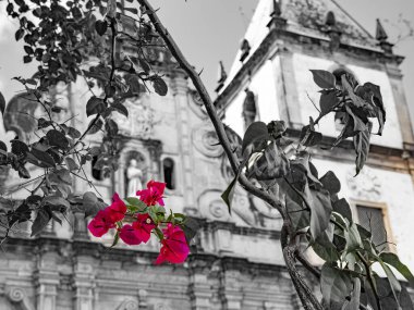 Bougainvillea flower with the San Francisco Convent and Church in the background clipart