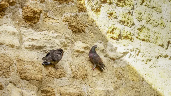 Avignon, Fransa 'daki Palais des Papes' de güvercinli dış duvar.