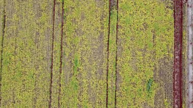 Güney Brezilya 'nın kırsal kesiminde küçük bir Soya tarlası. Soya sarıdır ve neredeyse olgunlaşmıştır. Toprak Brezilya 'nın çoğu yerinde olduğu gibi tipik kırmızıdır.