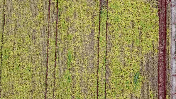 Güney Brezilya 'nın kırsal kesiminde küçük bir Soya tarlası. Soya sarıdır ve neredeyse olgunlaşmıştır. Toprak Brezilya 'nın çoğu yerinde olduğu gibi tipik kırmızıdır.