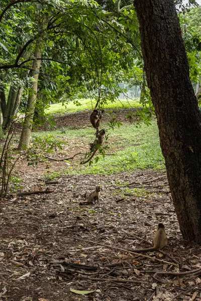 Brezilya 'nın Goiania kentindeki parktaki Capuchin Monkeys parkında. Yüksek kalite fotoğraf