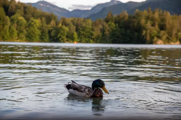 Dağlardaki gölde ördek