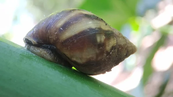 Snail Sleeping Taro Branch — Stock Photo, Image