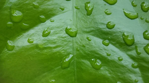 Kapky Vody Listy Melinja — Stock fotografie