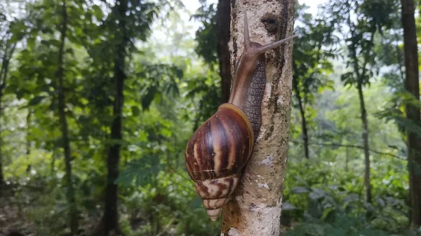Snail Climbing Mahogany Tree — Stock Photo, Image