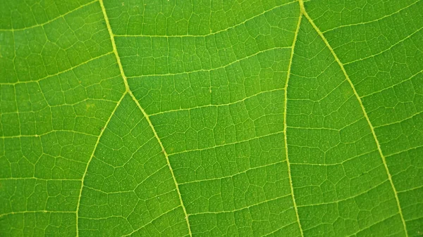 Patrón Hoja Teca Que Verde Áspero — Foto de Stock