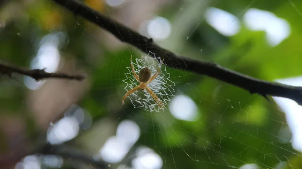 クモの巣です — ストック写真