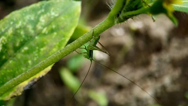 Groene Kever Tak Met Een Insect Achtergrond — Stockfoto