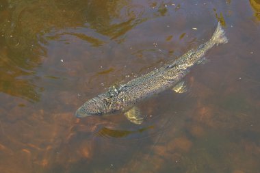 Büyük erkek Atlantik somonu nehirde yüzüyor.