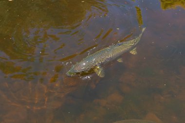 Büyük erkek Atlantik somonu nehirde yüzüyor.