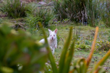 Şirin vahşi Albino Bennett 'in Bruny Adası Tazmanya' daki valabisi