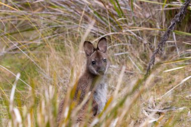Vahşi Bennett 'in valabisi Bruny Adası Tazmanya' da