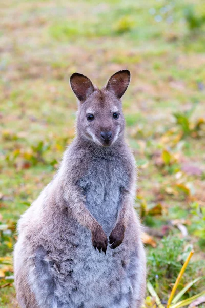 Wild Bennetts Wallaby Bruny Island Tasmania Vertikalt Porträtt — Stockfoto