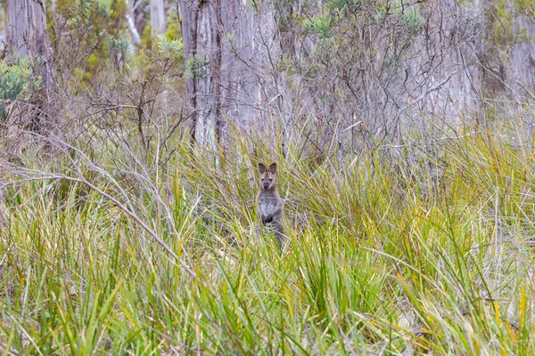 Wallaby Wild Bennett Sur Bruny Island Tasmanie — Photo