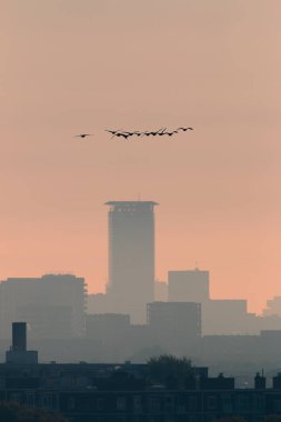 flock of migrating wild geese birds flying over city skyline of The Hague at sunrise clipart