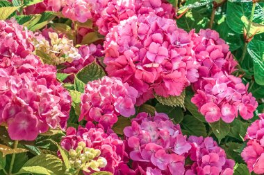 Canlı pembe Hydrangea makrophylla çiçeklerinin tam çiçek açması çarpıcı bir çiçek dekoru oluşturur. Yemyeşil yapraklar canlı çiçekleri tamamlıyor ve bu süs bitkisinin güzelliğini artırıyor.