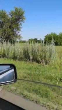 Ağaçlar, çalılar ve yaz yeşilliği Ukrayna 'nın Sumy bölgesinde hareket halindeki bir arabanın açık yolcu penceresinden hızla geçiyor. 4K dikey video 57 saniye. Doğa ve seyahatin hızlı bir görüntüsü