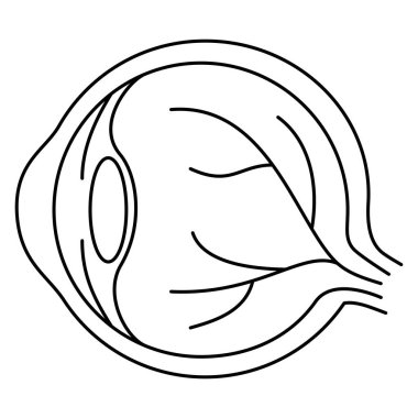 Gözün anatomisi, insan gözünün yapısı. Şeffaf arkaplanda izole edilmiş modern siyah ince çizgi vektör ikonu. Çizgi kalınlığı düzenlenebilir