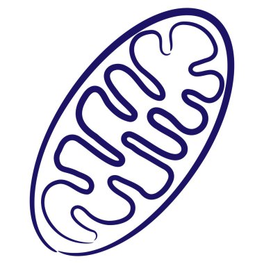 Fırça çizgisi ile çizilmiş Mitokondri asgari vektör simgesi. Mavi doğrusal tıbbi resim arkaplanda izole edildi