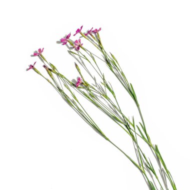 Beyaz arka planda izole edilmiş birkaç Dianthus pratensis sapı. Tomurcukları ve yeşil yaprakları olan pembe çayır çiçekleri.