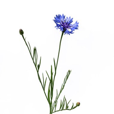 Mavi centaurea siyanus dalları beyaz arka planda izole edilmiş. Yaprakları ve tomurcukları olan yeşil saplı mavi bir çiçek.