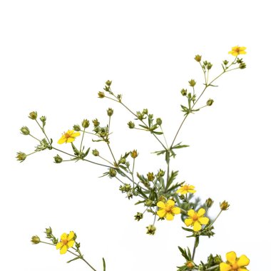 Potentilla argentea plant with yellow five-petalled flowers, isolated on white background. Flowering sprig of meadow weed in green buds and leaves close-up clipart