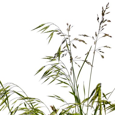 Çayır çimenleri Bromus Secalinus ve Poa Pratensis, beyaz arka planda izole edilmiş. Yeşil ve kahverengi dikenli yabani çayır otları