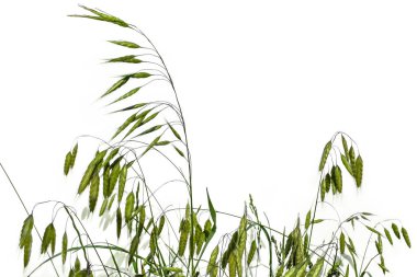 Bromus Secalinus 'un vahşi çayır otları beyaz arka planda izole edilmiş. Çivili genç yeşil çavdar süpürgesi otu. Raster clipart
