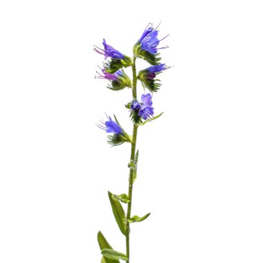 A stalk of a growing bruise ordinary (viper's bugloss), isolated on a white background. Wild borage closeup. Raster clipart of honey weed (Echium vulgare) clipart