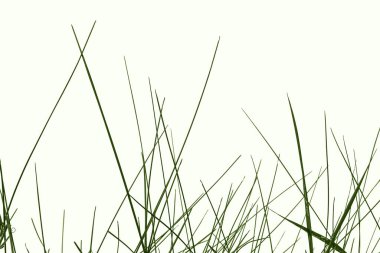 Beyaz arka planda izole edilmiş ince yeşil çimen sapları. Genç sulu bahar-yaz bitkisi yakın plan, tasarım için raster clipart