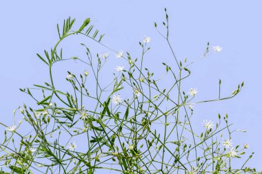 Branching stems of meadow Stellaria graminea plant isolated on a blue background. Small white flowers on branched stalks with green leaves and buds, beautiful meadow-field grass clipart