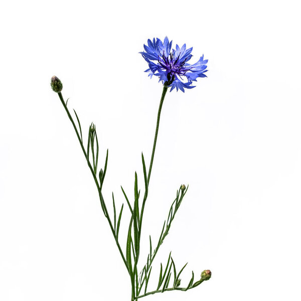 Твиг голубого кентавра цианус крупным планом выделен на белом фоне. Синий цветок на зеленом стебле с листьями и бутонами
