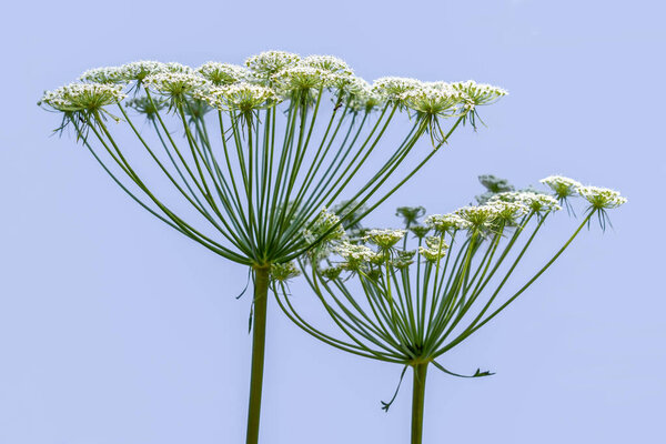 Two umbrellas with white small florets of a hogweed, close-up, isolated on a blue background. Heracleum sphondylium blooming - beautiful inflorescences
