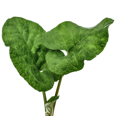 Beyaz ya da şeffaf arka planda iki genç Arctium Lappa yaprağı. Raster geleneksel tıp için bitkinin bir parçası