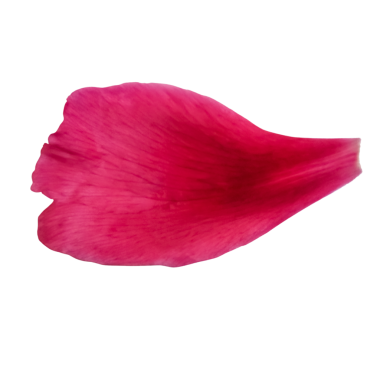 Şakayık korollanın parlak mor bir taç yaprağı, beyaz bir arka planda izole edilmiş yakın plan. Tek parça çiçek başı, zarif tasarım elementi.