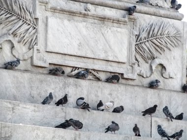 Bir sürü güvercin beyaz mermer duvarda, dekoratif sıva ile oturuyor. Kuşlarla ışık pastel yaratıcı arkaplan, kopyalama alanı ile soyut