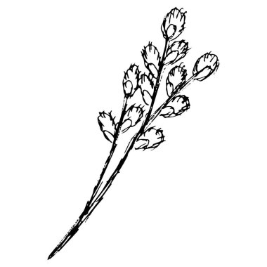 Söğüt ağacının çiçekli sapı. El çizimi siyah-beyaz vektör çizimi şeffaf arkaplanda izole edildi