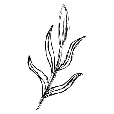 Yapraklı tek bir bitki dalının kaba el çizimi çizimi. Grunge siyah ve beyaz vektör çizimi şeffaf arkaplanda izole edildi