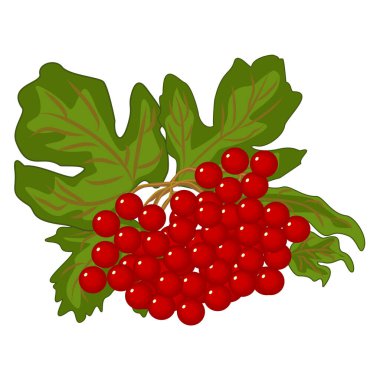 Yeşil yapraklı kırmızı viburnum, vektör klipsli. Güzel bir demet parlak kan kırmızısı kalyna meyvesi Ukrayna 'nın ulusal ve halk sembolüdür.
